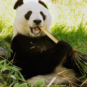ZooWonder.png