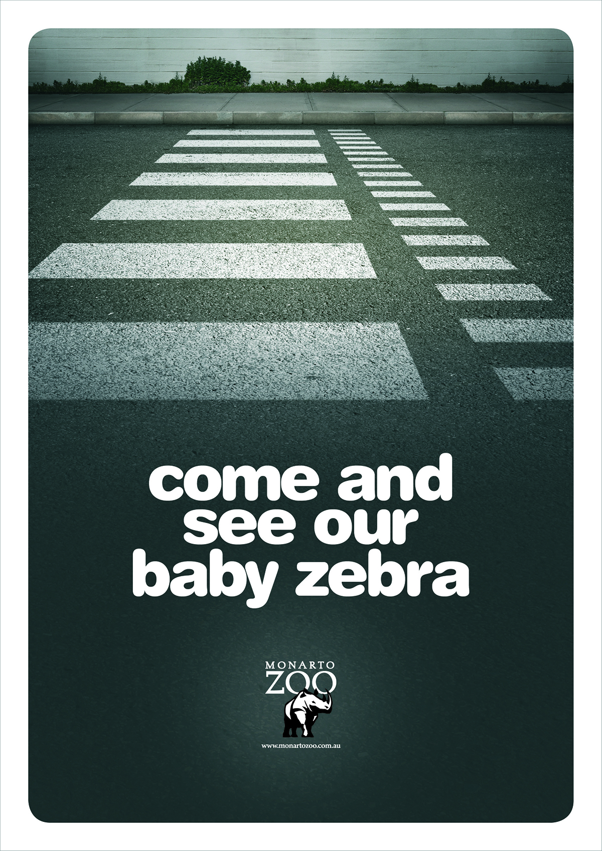 Zebra Baby 1200px