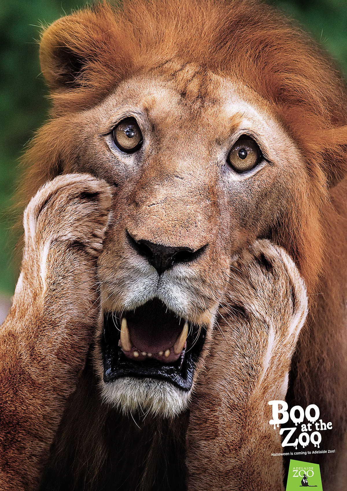 Zoos SA_Boo at the Zoo poster_Lion 1200px