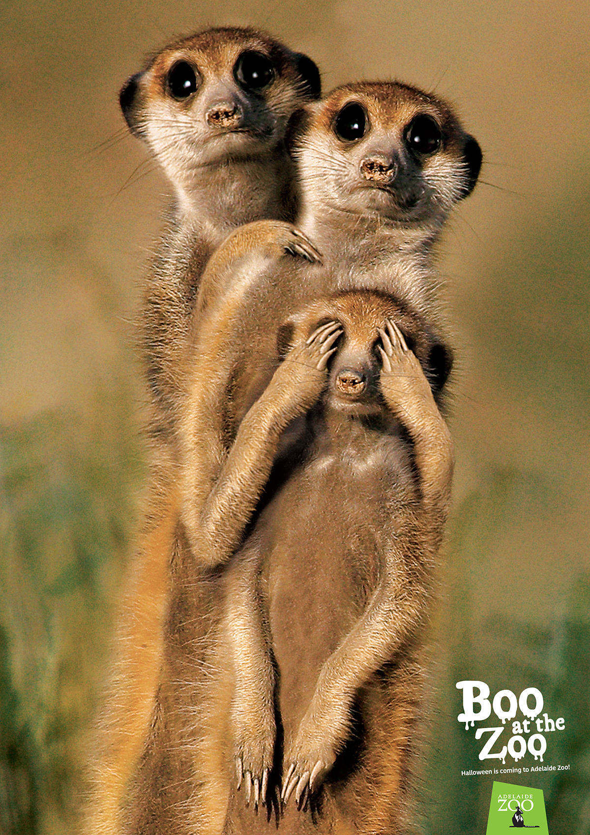 Zoos SA_Boo at the Zoo poster_Meerkat 1200px