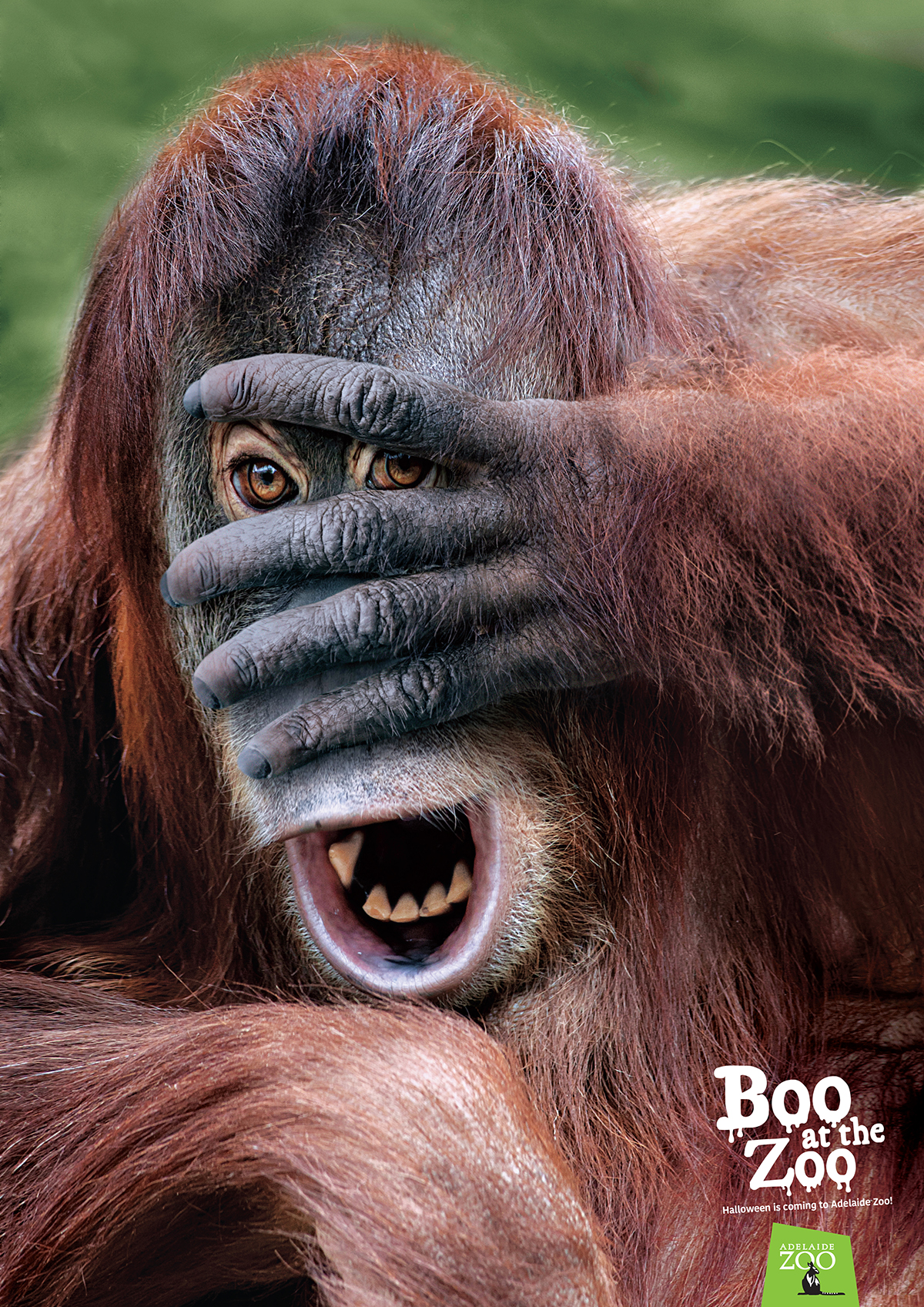 Zoos SA_Boo at the Zoo poster_Orangutan 1200px